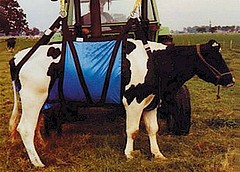 Kuh Hebegeschirr „Westfalen“ Hebegerät für Kühe
