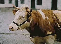 Vorführhalfter für Kühe aus Nylon