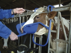 Vink Kopfstütze für Kühe