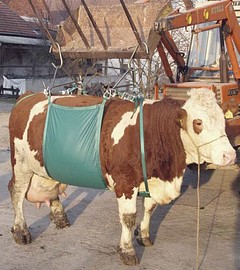Kuh Hebegeschirr „Allgäu“ Hebegerät für Kühe