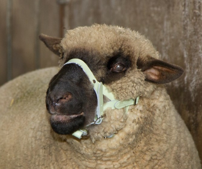 Vorfallbügel für Schafe 