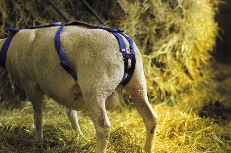 Vorfallbügel für Schafe 