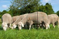 Schafnetz Ovinet Doppelspitze 90 | 108 cm grün