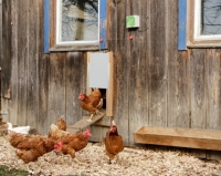 Automatische Steuerung für Hühnertür
