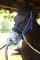 Ultraschall-Inhalator AirOne Komplettset + Maske Warmblut