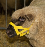 Nylonhalfter für Schafe/Böcke gelb