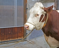 Führstrick Relax für Kühe 500 cm