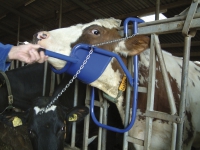 Vink Kopfstütze für Kühe