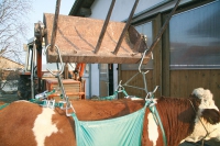 Kuh Hebegeschirr „Allgäu“ Hebegerät für Kühe