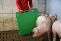 Treibebrett Pig mittel für Schweine