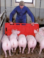 Treibebrett Pig groß für Schweine